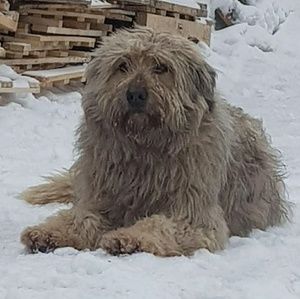 Meet your Posher, Benjamin